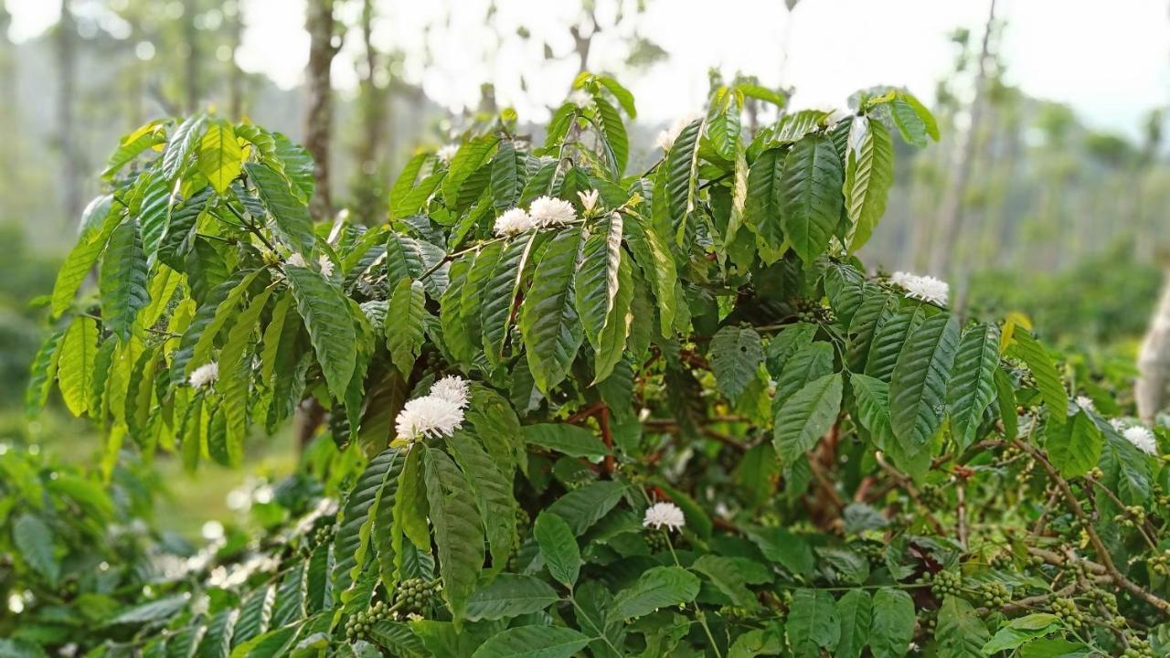 The Suvistara Wayanad Kerala Bed and Breakfast Meenangadi Exteriör bild